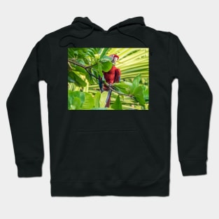 The Scarlet Macaw Hoodie